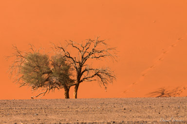 Sossuvlei  