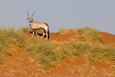 Sossuvlei Oryx  