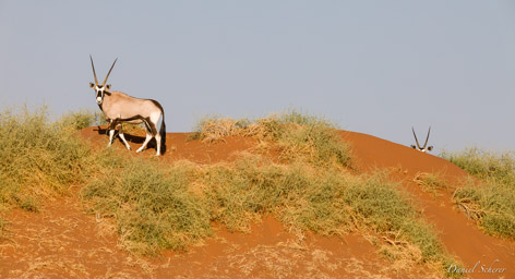 Sossuvlei Oryx  