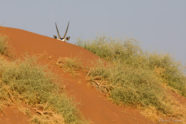 Sossuvlei Oryx  