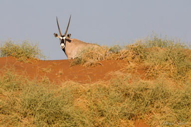 Sossuvlei Oryx  