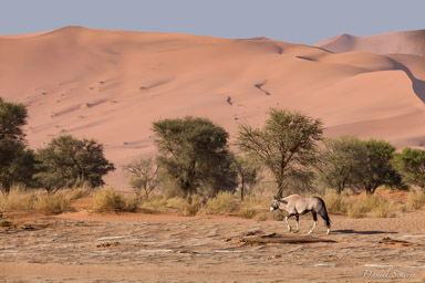 Sossuvlei Oryx  