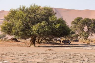 Sossuvlei Oryx  