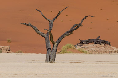 Deadvlei  