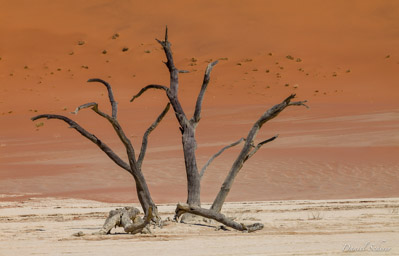 Deadvlei  