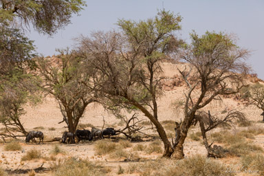 sossuvlei Gnous  