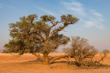Sossuvlei  