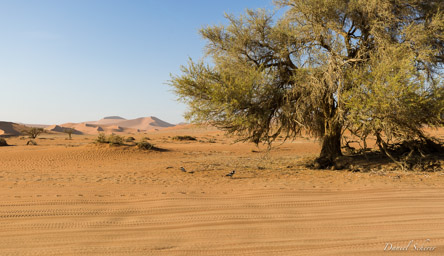 Sossuvlei  