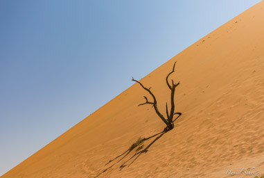 Deadvlei  
