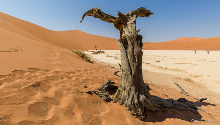 Deadvlei  