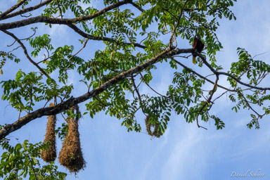 nid Cassique de Montezuma
- Montezuma Oropendola nest  