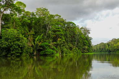 Tortuguero  