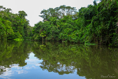 Tortuguero  