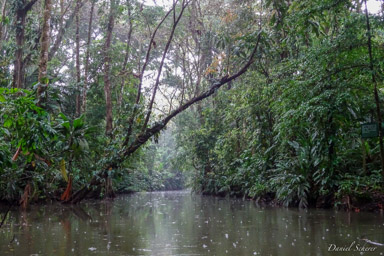 Tortuguero sous la pluie  