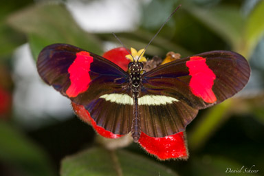 Heloconius erato  
