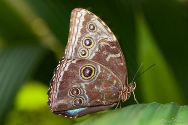Morpho peleides  