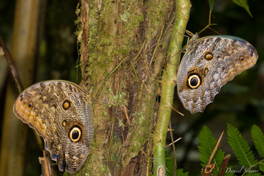 Morpho peleides  