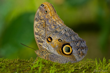 Morpho peleides  