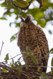 Onoré du Mexique,
Bare-throated Tiger Heron  