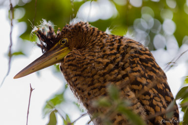 Onoré du Mexique,
Bare-throated Tiger Heron  