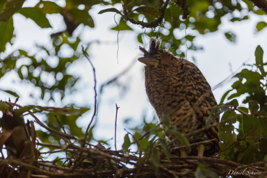 Onoré du Mexique,
Bare-throated Tiger Heron  