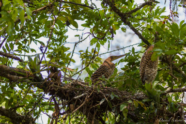 Onoré du Mexique,
Bare-throated Tiger Heron  