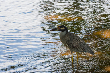 Bihoreau violacé
- Yellow-crowned Night Heron
  