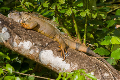 Iguane vert - Green iguana  