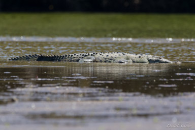Crocodile américain - American crocodile  