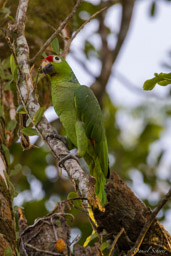 Amazone à lores rouges -
Red-lored Amazon  