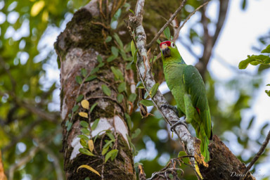 Amazone à lores rouges -
Red-lored Amazon  