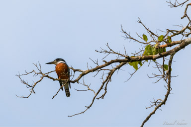 Martin-pêcheur à ventre roux
- Ringed Kingfisher  