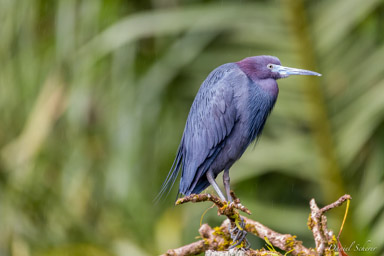 Aigrette bleue -
Little Blue Heron  