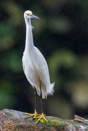 Aigrette neigeuse
- Snowy Egret  