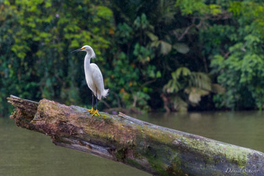 Aigrette neigeuse
- Snowy Egret  