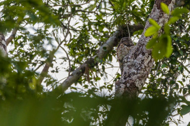 Grand Ibijau - Great Potoo  