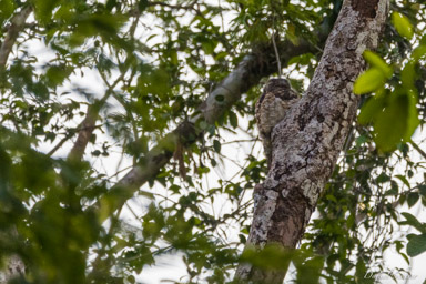 Grand Ibijau - Great Potoo  