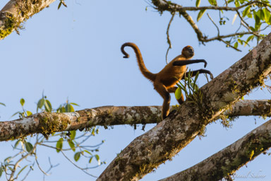 Singe araignée - Atèles de Geoffroy -Spider Monkey  
