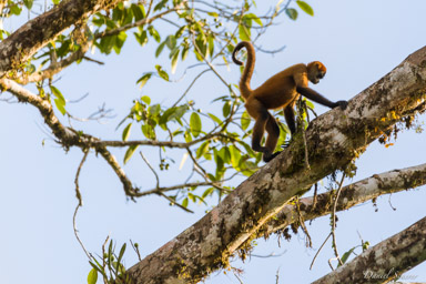Singe araignée - Atèles de Geoffroy -Spider Monkey  