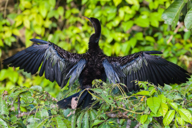 Anhinga d'Amérique
Anhinga anhinga - Anhinga  