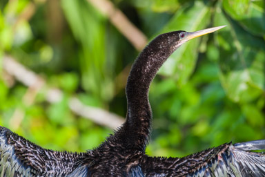 Anhinga d'Amérique
Anhinga anhinga - Anhinga  