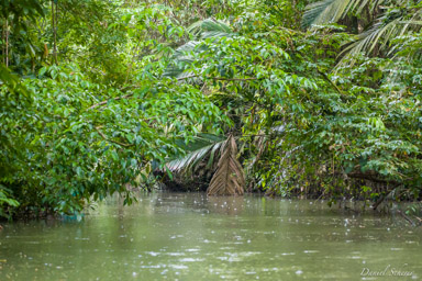 Tortuguero  