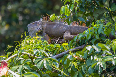 Iguane vert - Green iguana  