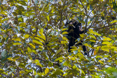 Singe Hurleur - Howler Monkey  