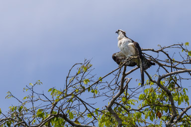 Balbuzard pêcheur - Western Osprey  
