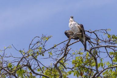 Balbuzard pêcheur - Western Osprey  