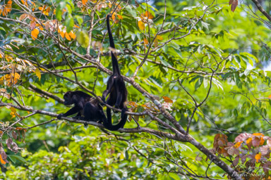 Singe Hurleur - Howler Monkey  