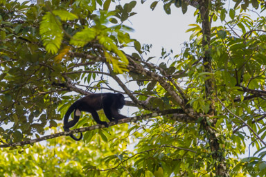 Singe Hurleur - Howler Monkey  