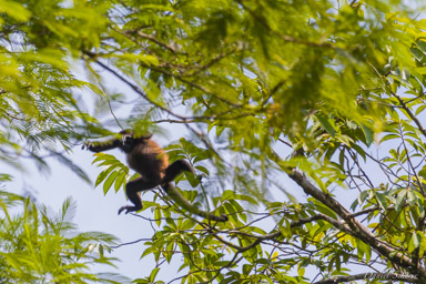 Singe Hurleur - Howler Monkey  