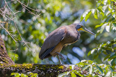 Onoré du Mexique,
Bare-throated Tiger Heron  